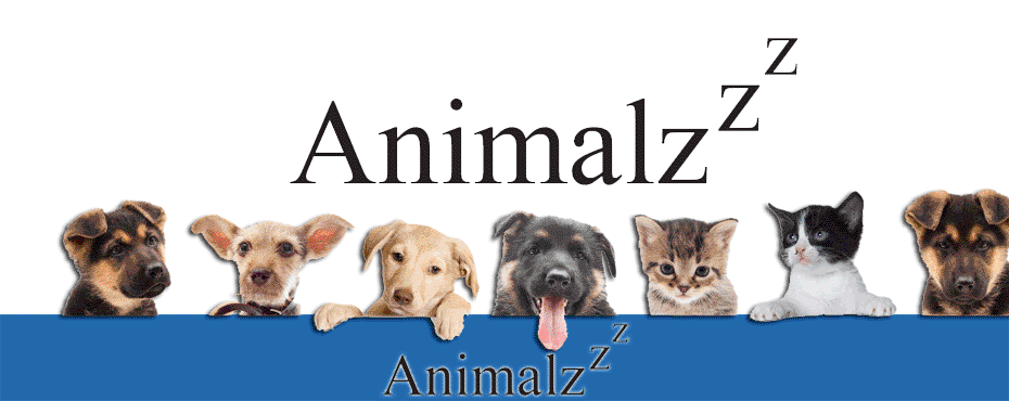 Animalzzz